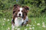 BORDER COLLIE 513